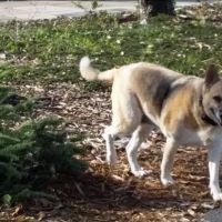 Jefferson Square Dog Play Area ico