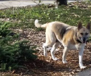 Jefferson Square Dog Play Area