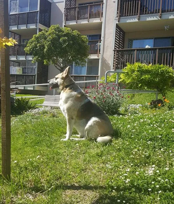 Jefferson Square Dog Play Area 8