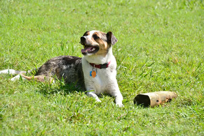 Alameda Dog Park 1