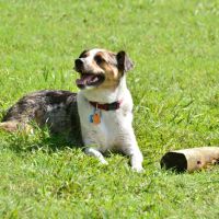 Alameda Dog Park ico