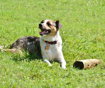 Alameda Dog Park