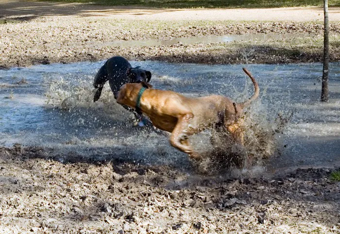 Alameda Dog Park 2