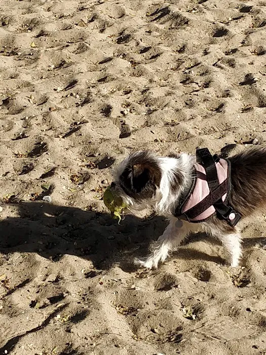Alameda Dog Park 9