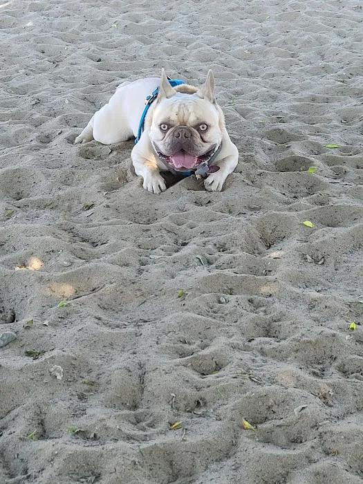 Alameda Dog Park 6