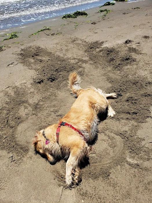 Alameda Dog Park 8