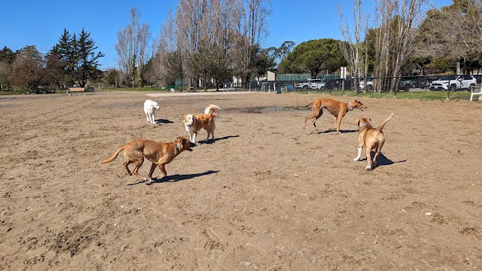 Alameda Dog Park 10