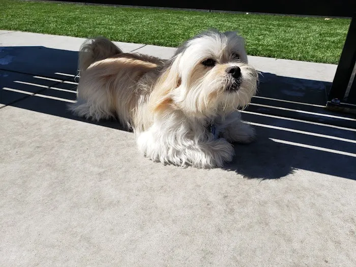 Channel Street Dog Park 10