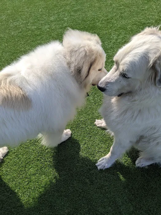 Channel Street Dog Park 8