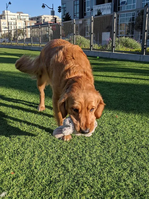 Channel Street Dog Park 7