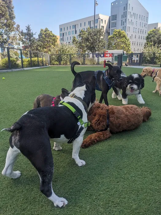Channel Street Dog Park 2
