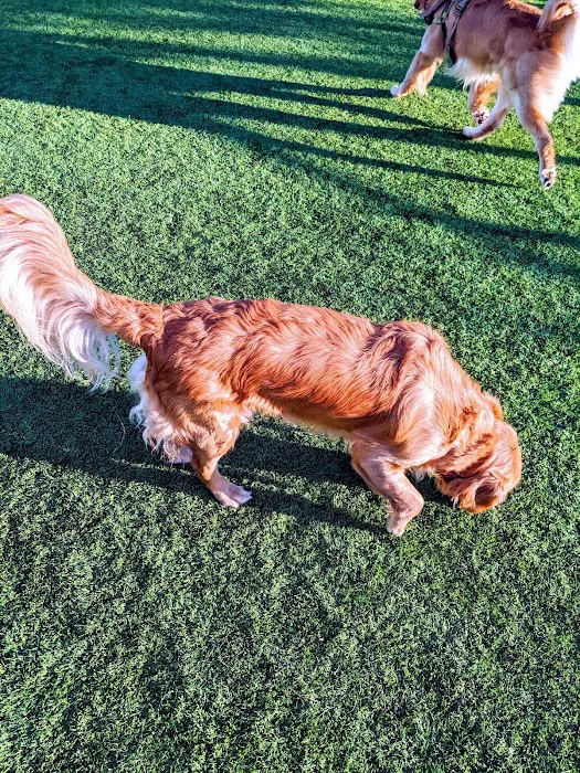 Channel Street Dog Park 3