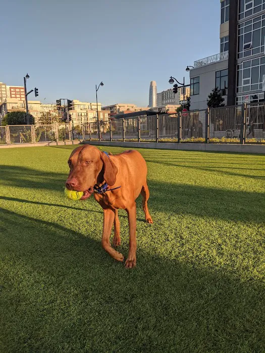 Channel Street Dog Park 6