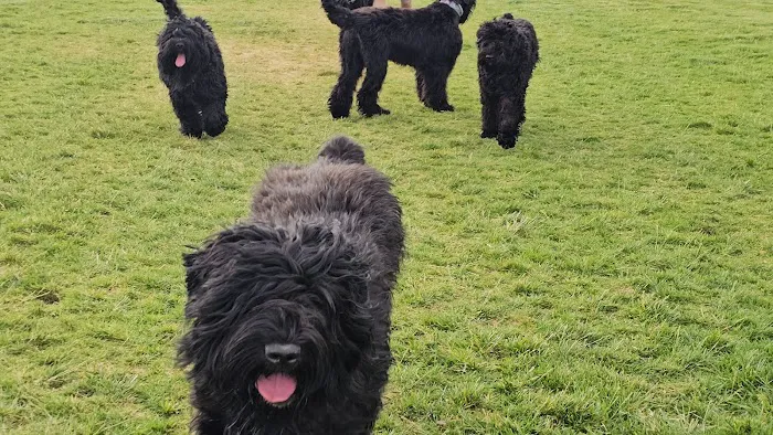 Gene Birk Dog Park 9