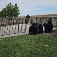 Gene Birk Dog Park ico