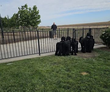 Gene Birk Dog Park