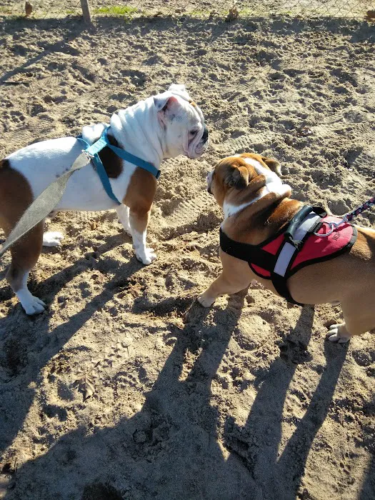 Dog Park 8