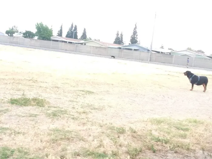 Dog Park 10