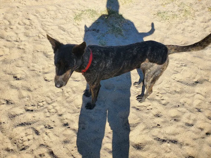 Dog Park 3