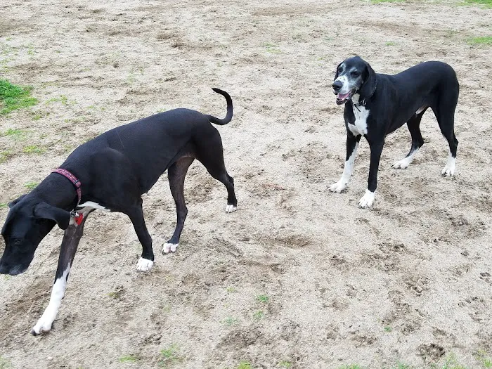 Dog Park 6