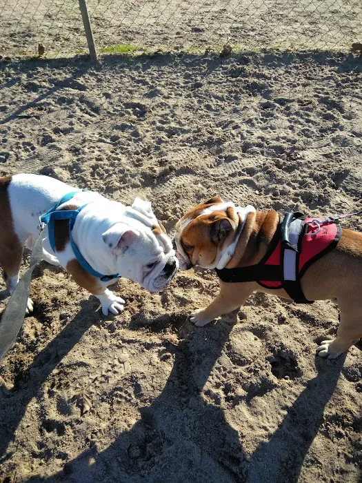 Dog Park 9