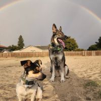 Dog Park ico