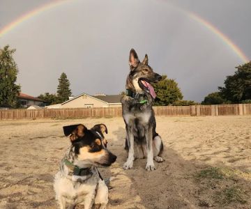 Dog Park