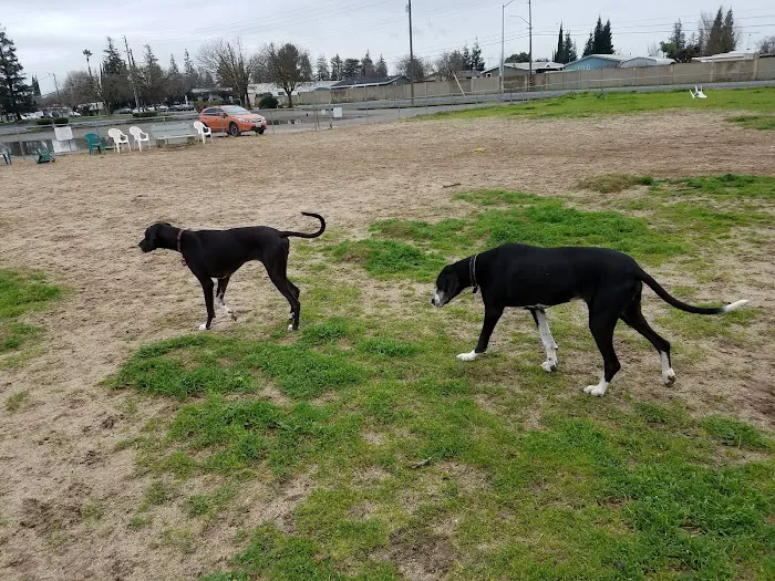 Dog Park 5