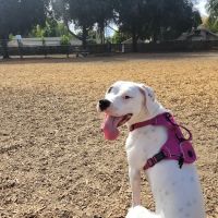Elk Park / Modesto Dog Park ico