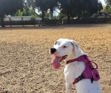 Elk Park / Modesto Dog Park