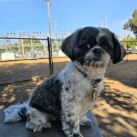 Modesto's First Dog Park ico