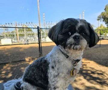 Modesto's First Dog Park