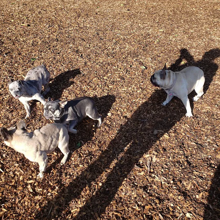 Modesto's First Dog Park 3