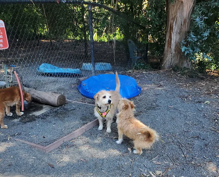 Earl Warren Dog Park 3