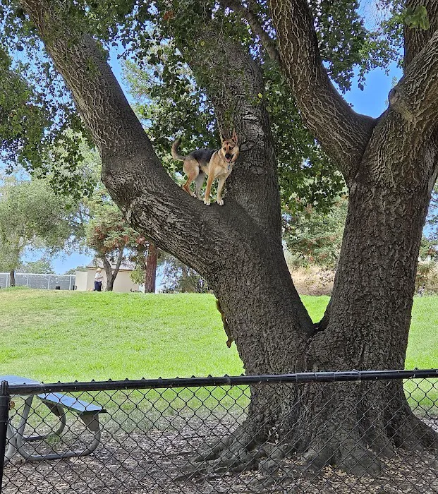 Earl Warren Dog Park 5