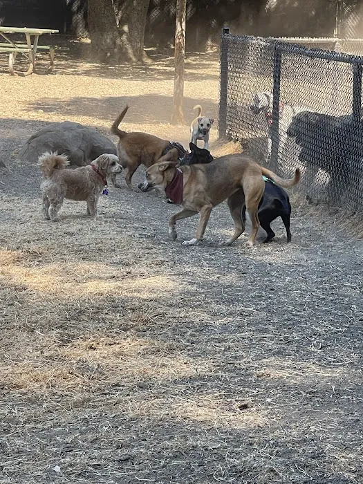 Earl Warren Dog Park 8