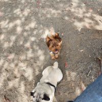 Earl Warren Dog Park ico