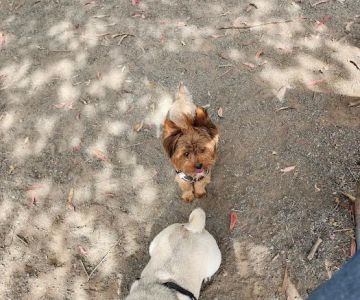 Earl Warren Dog Park