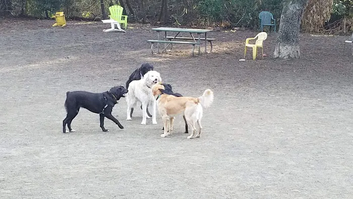 Earl Warren Dog Park 6