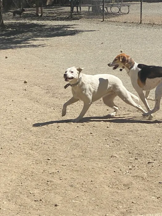 Earl Warren Dog Park 7