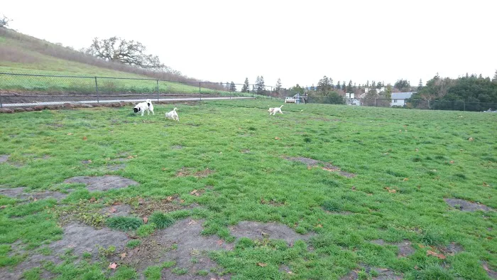 Dougherty Hills Dog Park 2