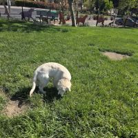 Dougherty Hills Dog Park ico