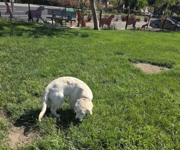 Dougherty Hills Dog Park