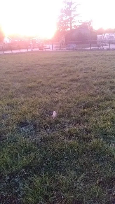 Edendale Dog Park 9