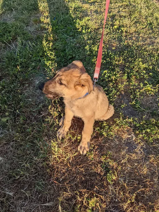 Old Creek Dog Park of Cherryland 9