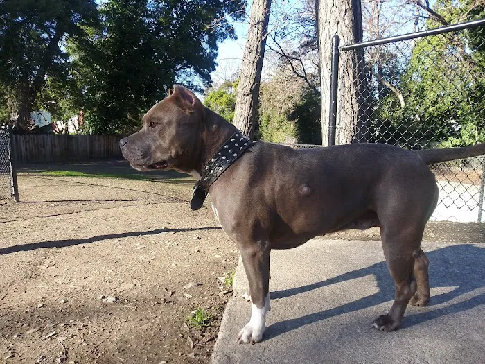 Old Creek Dog Park of Cherryland 8