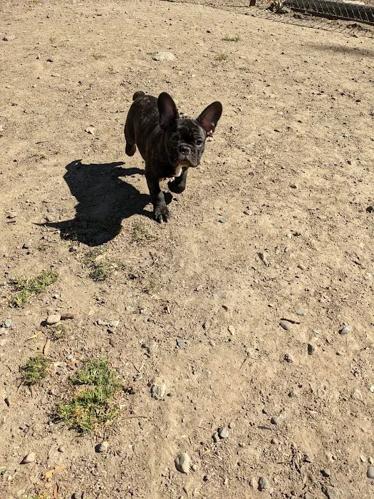 Old Creek Dog Park of Cherryland 6