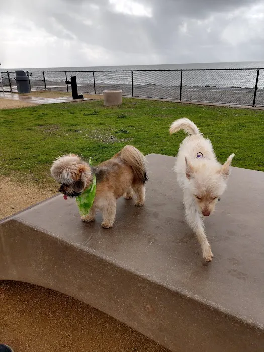 Marina Dog Park 8