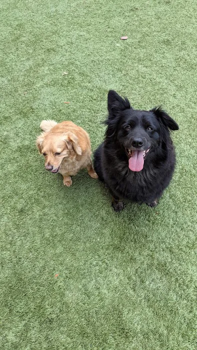 Avalon Dogpatch Dog Park 7