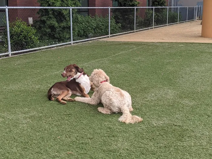 Avalon Dogpatch Dog Park 3